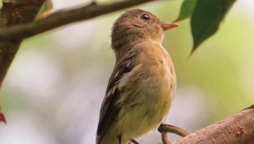 pajaro